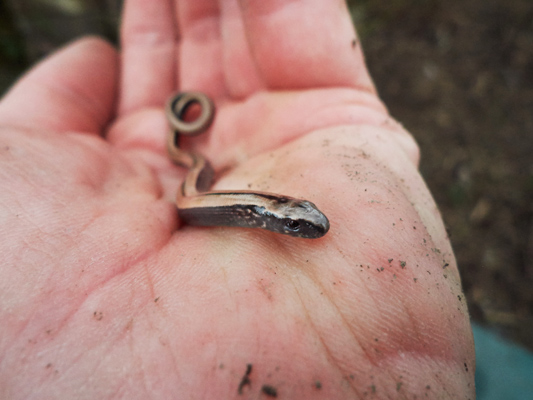 baby blindschleiche auf meiner hand