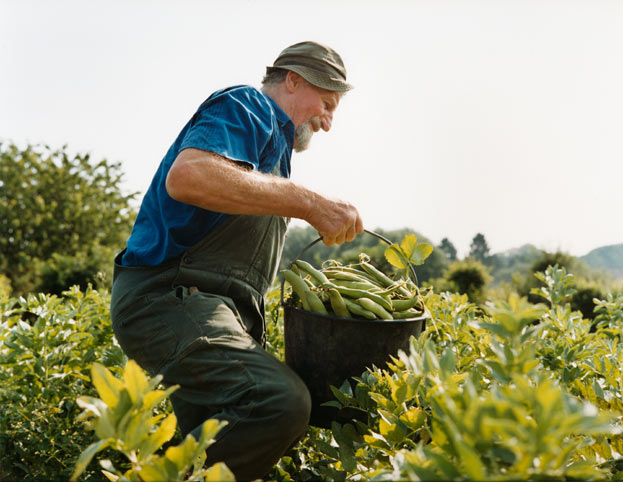 erwin trägt einen eimer, der mit kräftigen saubohnen prall gefüllt ist. // erwin carries a bucket bulging with strong broad beans. 