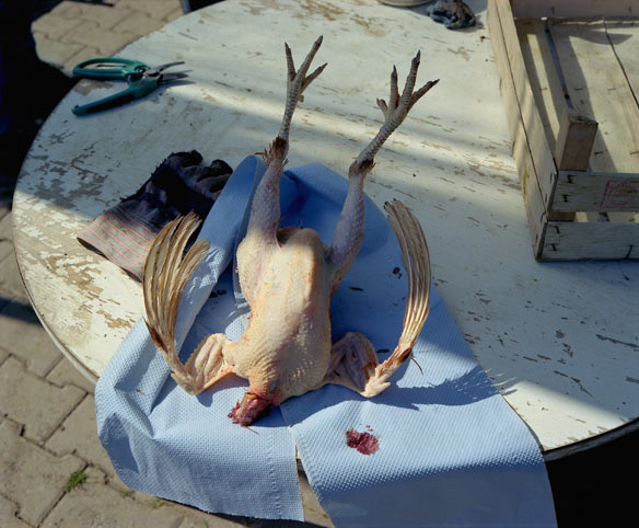 ein frisch geschlachtetes huhn streckt füße und flügel von sich. // a freshly slaughtered chicken stretches out its feet and wings. 